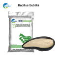 manufacturer supply top quality bacillus subtilis for fish and shrimp feed